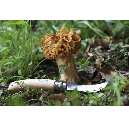 Нож грибника Opinel №8, нержавеющая сталь, рукоять бук, карт. кор.